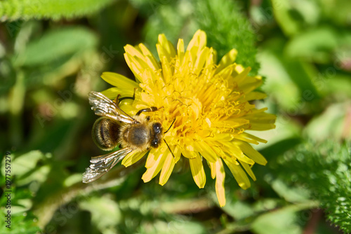 Abeille et pissenlit