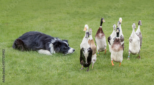 Foto Border Collie Sheepdog herding a group of Ducks