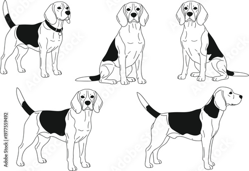 Beagle Dog Line Art Illustration Set Featuring Sitting and Standing Poses with Detailed Outline Domestic Canine Pet Vector Collection.