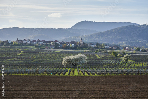 Paysage d'alsace au printemps