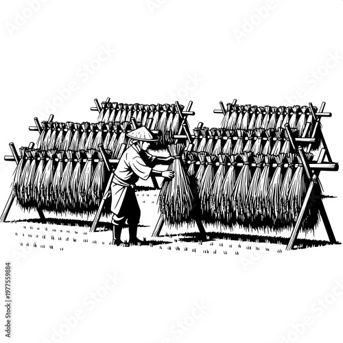 vintage farmer harvesting wheat in field with hand scythe illustration