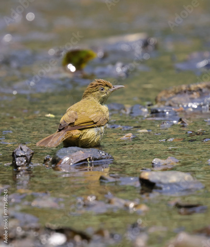 Cachar bulbul bathing in forest stream