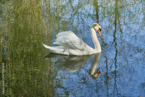 Le cygne en Alsace
