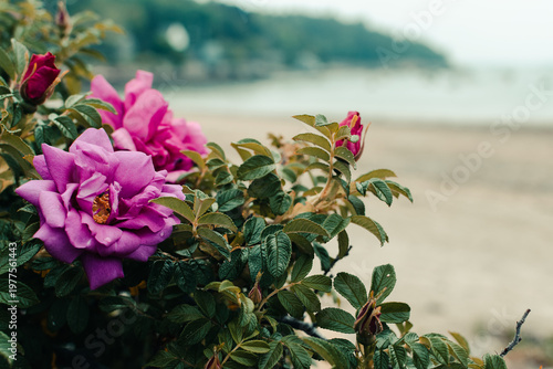 Pink Roses on the Beach