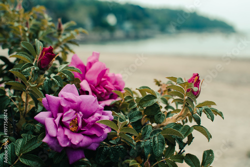 Pink Roses on the Beach