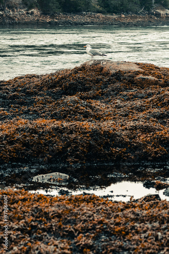 Seagull resting on rocks of beach at Tidal Falls Preserve