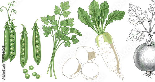 Pea pods parsley and daikon radish vector illustration set with sliced root and botanical sketch elements isolated on white background