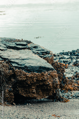 Large rock covered in barnacles