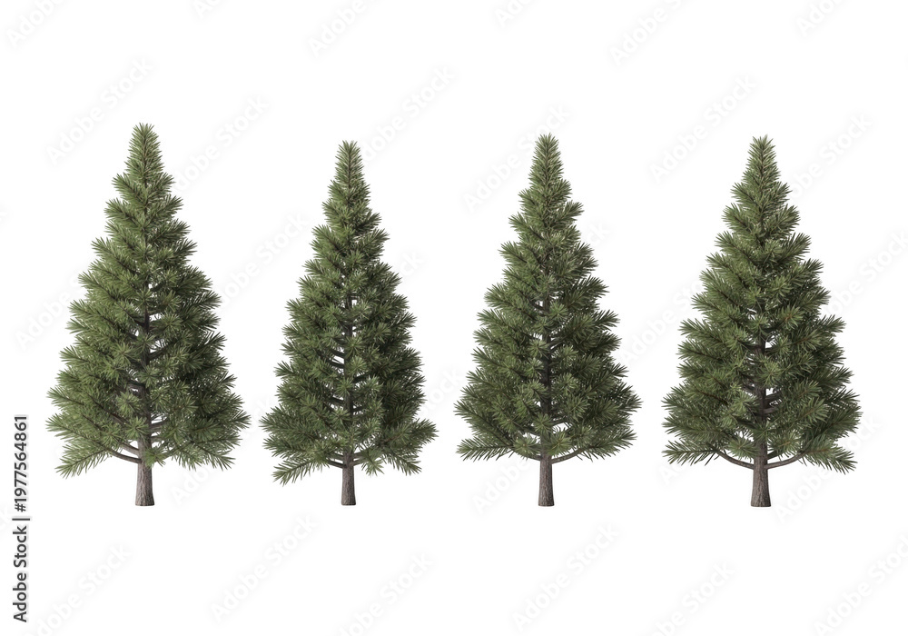 Obraz premium Four Evergreen Christmas Trees in a Row, Perfectly Aligned, isolated on transparent background