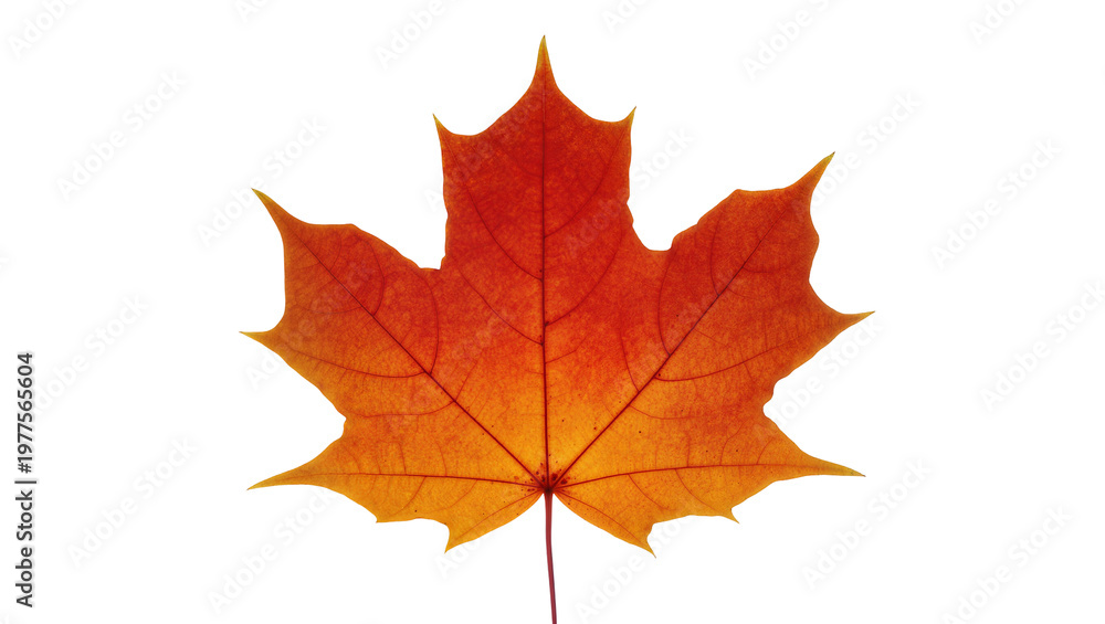 Fototapeta premium Isolated vibrant autumn maple leaf in red and orange colors with visible veins
