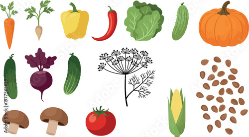 Vegetables and seeds collection vector illustration including pumpkin cucumber tomato beetroot corn pepper carrot mushroom and spice plant isolated