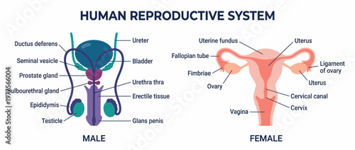 A detailed illustration comparing male and female reproductive systems, showcasing anatomical features, thereby enhancing understanding of human biology and health.