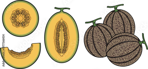 Melon fruit illustration set with cantaloupe slices, cross section and whole fruits isolated on white background, fresh tropical food vector