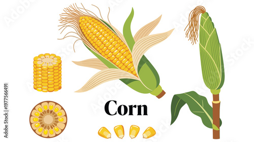 Sweet corn cob set with yellow kernels green husks and sliced maize illustrations.