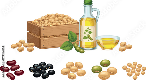 Soybean oil and beans illustration set with bottle, seeds and varieties isolated on white background, organic agriculture food vector collection
