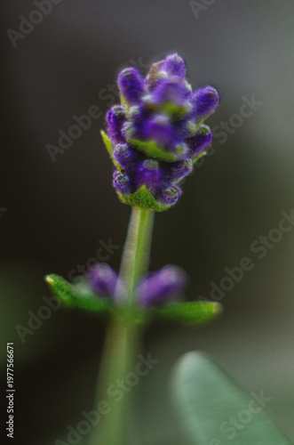 Bright purple flowers of young lavender on a delicate blue background