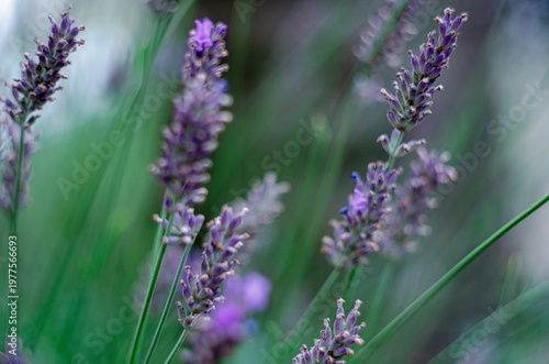 Bright purple flowers of young lavender on a delicate blue background