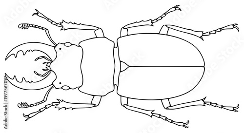 ants on a white background