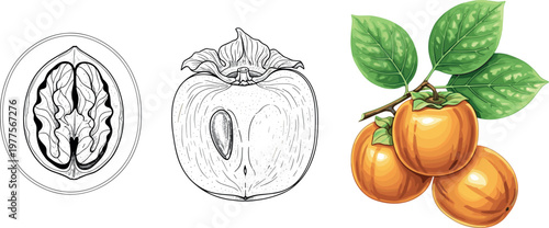 Persimmon fruit illustration set with whole fruit, branch and cross section in line and color style isolated on white background