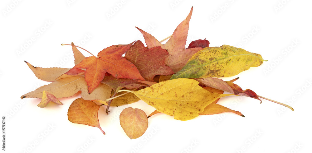 Obraz premium Feuilles mortes en automne de différents arbres 