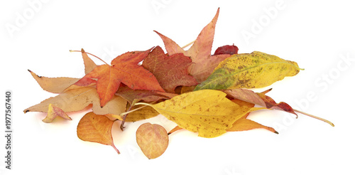 Feuilles mortes en automne de différents arbres	