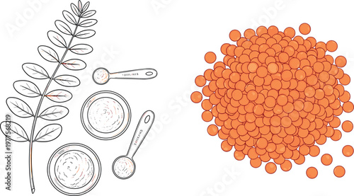 Red lentils and cooking ingredients illustration with measuring spoons and plant branch isolated on white background, healthy food vector set