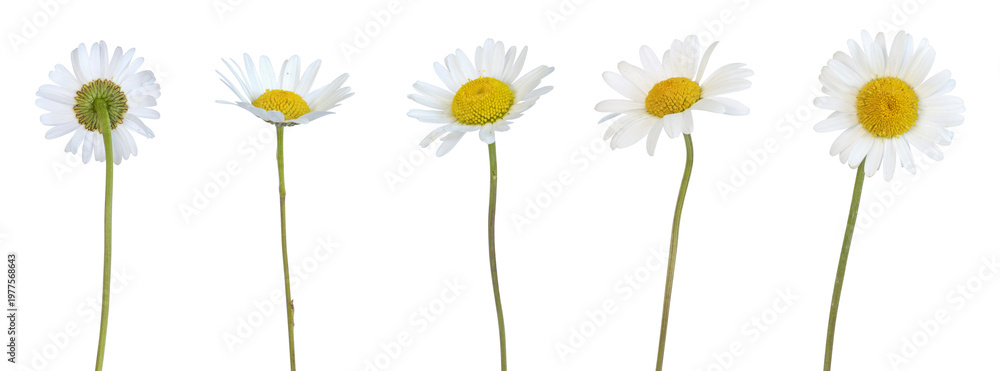Naklejka premium Fleurs d'Anthemis blanches 