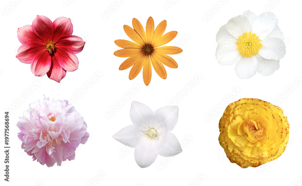 Naklejka premium Diverse fleurs de jardin printanier et estival 