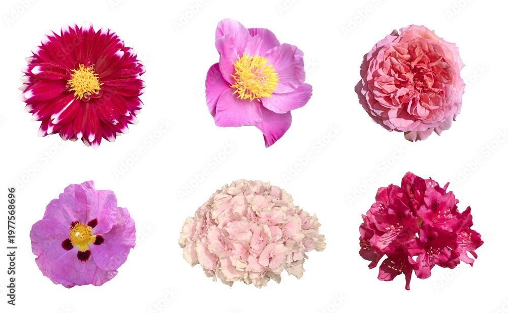Obraz premium Diverse fleurs de jardin printanier et estival 