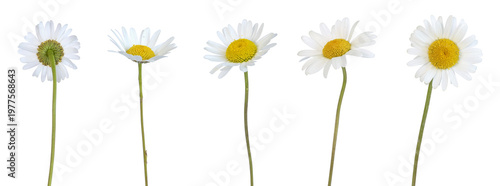 Fleurs d'Anthemis blanches	