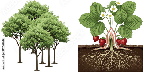 Tree collection and strawberry plant root system cross section botanical illustration showing growth structure soil and organic farming concept