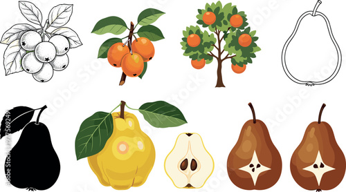Quince fruit vector illustration set featuring whole and sliced quince with seeds leaves tree and silhouette icons isolated on white background
