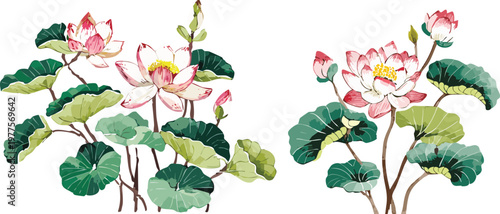Botanical watercolor illustration of pink lotus water lily flowers in transparent vector, gouache chinese japanese asian painting brush strokes flat drawing art, painterly digital graphic traditional