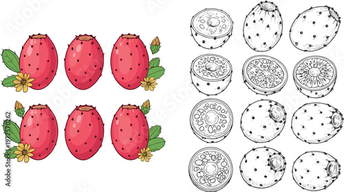Prickly pear cactus fruit vector illustration set featuring whole and sliced opuntia with seeds and botanical sketch elements isolated on white