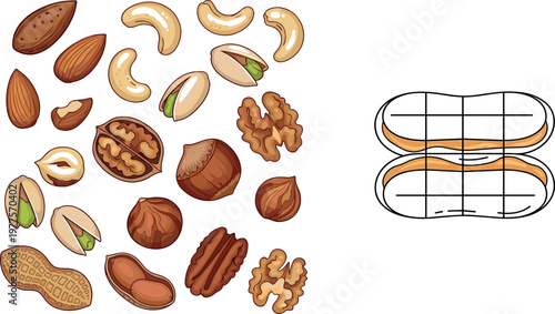 Mixed nuts vector illustration set featuring almond cashew pistachio walnut peanut hazelnut and pecan with shell diagram isolated on white