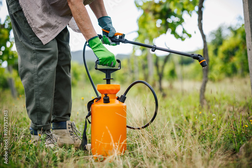 Farmer pumping manual pressure sprayer in vineyard. Garden pressure sprayer with pesticide for grapevine care