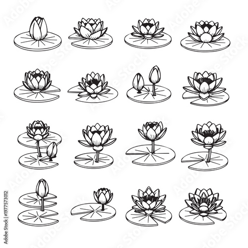 Water Lily Collection in Different Stages of Bloom on Lily Pads