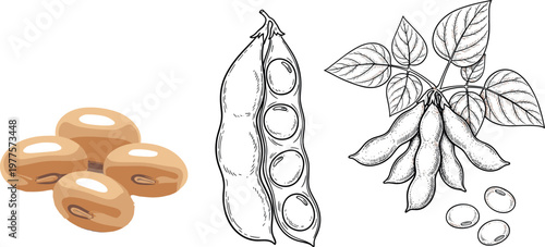 Soybean Collection with Seeds, Pods, and Plant Illustration for Agriculture, Organic, and Food Design