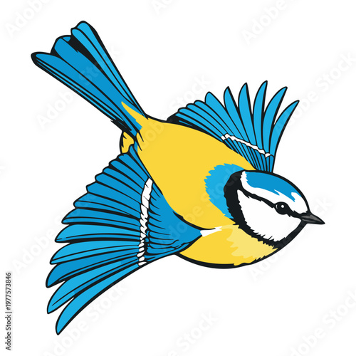 Robin bird vector illustration 