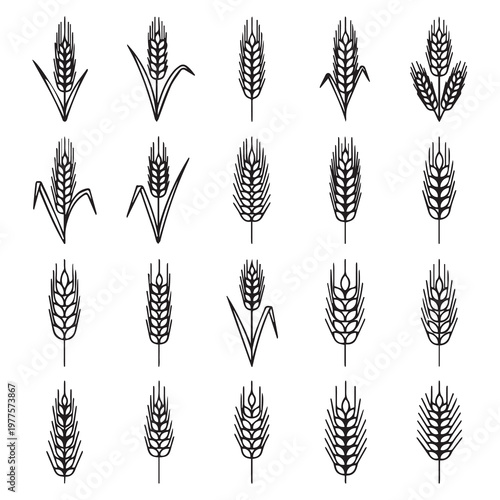 Wheat ears in minimalist line art style against a clean white background for agriculture concepts