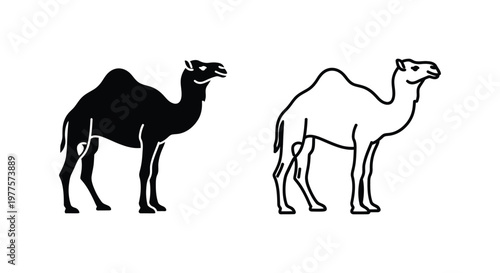 Dromedary vs Bactrian Camel Comparison Guide Vector