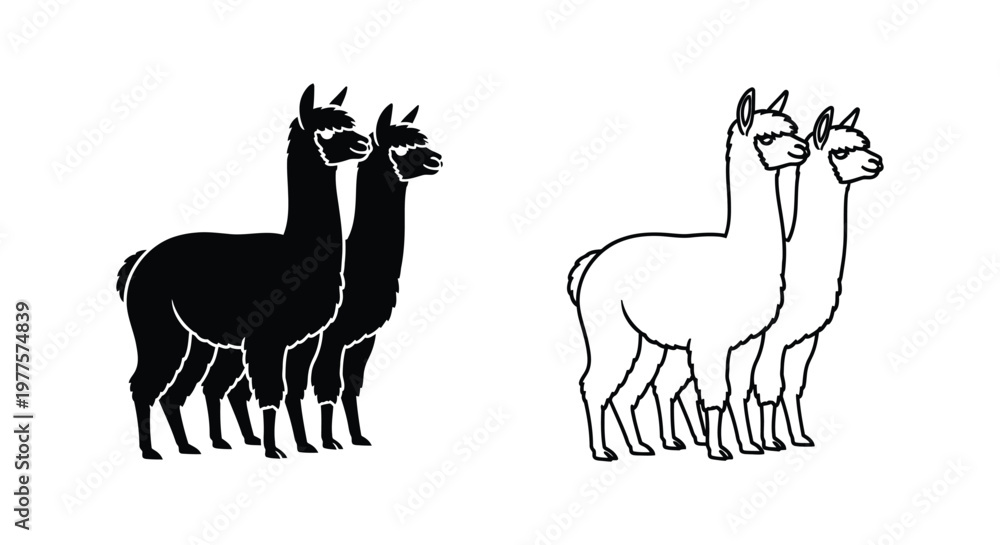 Fototapeta premium Llamas vs Alpacas: Identifying Key Differences Vector