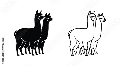 Llamas vs Alpacas: Identifying Key Differences Vector