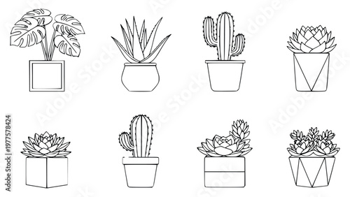 Various potted plants including cacti and succulents in different pots