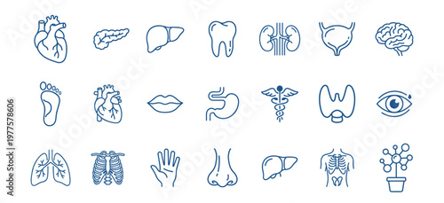 set of blue outline human body organs and anatomy medical icons on transparent background