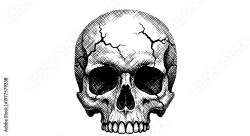 Cracked Human Skull, Hand Drawn Illustration