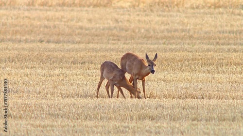 Roe Deer Doe Walking Across Harvested Field with Fawn Nursing and Seeking Shelter