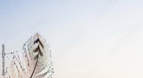 Macro image featuring a focused foreground element contrasted strongly against an expansive, soft, and blank background area, perspective, concept, backdrop