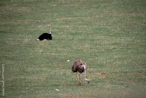 Two lonely ostriches in a green meadow