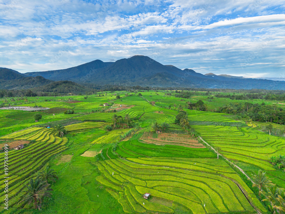 Fototapeta premium Beautiful morning view in Indonesia, panoramic landscape of rice fields with mountain ranges and clear sky